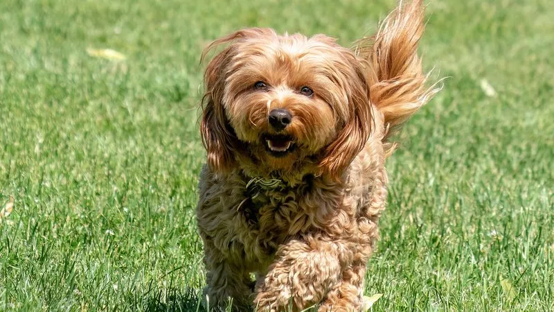 Cavapoo, kruising van Cavalier King Charles Spaniël en poedel
